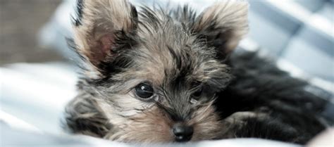 See more of tiny paws small dog rescue on facebook. Tiny Paws Small Dog Rescue
