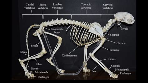 Cat Skeleton Overview Atlas Of Comparative Vertebrate Anatomy