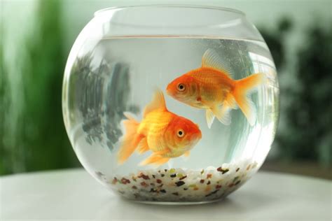 10 Best Goldfish Bowls In 2021 Review And Buyers Guide