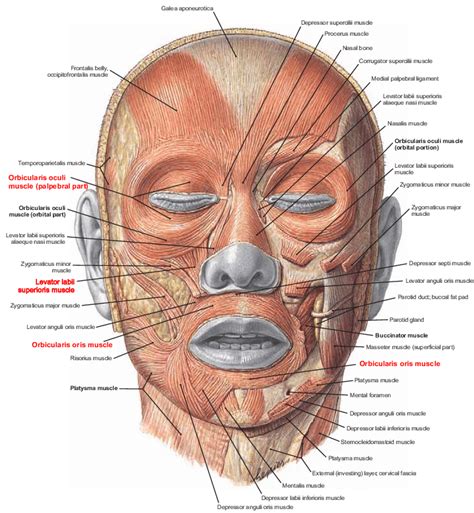 Muscles Of Facial Expression Anterior View Note The Muscles Of