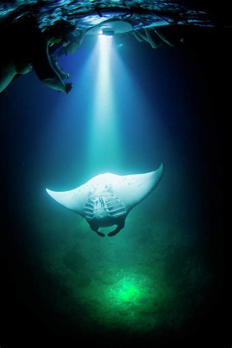 Manta Ray Swimming Underwater At Night Photograph By Logan Mock Bunting