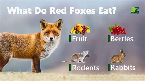 What Do Red Foxes Eat 7 Types Of Food They Love A Z Animals
