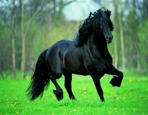 Caballo negro