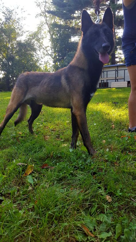 See more ideas about belgian shepherd, belgian sheepdog, dog breeds. Belgian Shepherd Dog (Malinois) Puppies For Sale ...