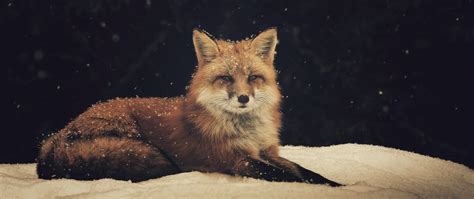Tapety Zvěř Sníh Volně žijících živočichů Liška Fauna 2560x1080