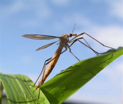 Pest Of The Month Mosquito Hawks Bayou Cajun Pest Control