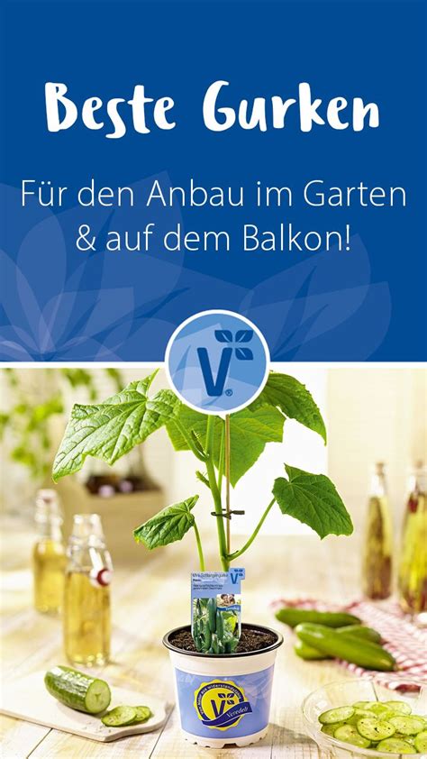 Das liegt wohl daran, dass die gurke sehr viele nährstoffe und humus … Diese Gurken sind für den Anbau im heimischen Garten ...