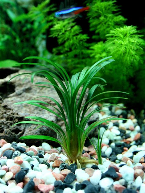 Hey dude pass me the mondo! PlantWerkz: Mondo Grass - Ophiopogon Japonicus 'Kyoto Dwarf'