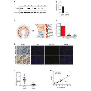 Fusobacterium Nucleatum Induces The Phosphorylation Of Signal