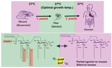 Infection Cycle Of Y Pestis And Temperature Dependent Alteration Of