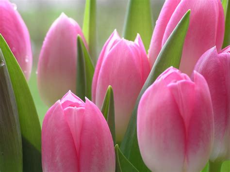 Flowers For Flower Lovers Pink Tulips Flowers