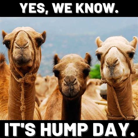 Happy Hump Day Meme