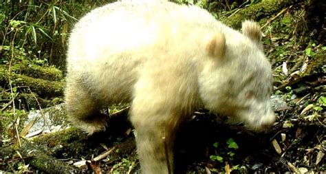 Rare All White Albino Panda Caught On Camera For The First Time Ever The Irish Post