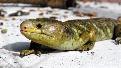 Central Florida Zoo And Botanical Gardens Prehensile Tailed Skink