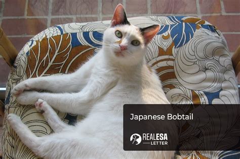 Japanese Bobtail History Characteristics And Personality