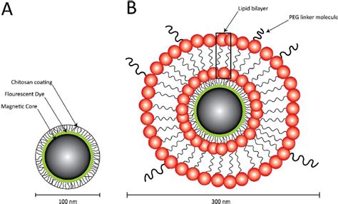 Principal Structure Of The Two Magnetic Nanoparticles Mnps Used In Download Scientific