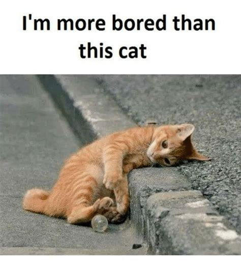 15 Amusing Bored Memes That Are Guaranteed To Entertain You Cats
