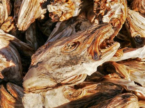 Dried Fish Heads Norway Stock Photo Image Of Texture 44516088