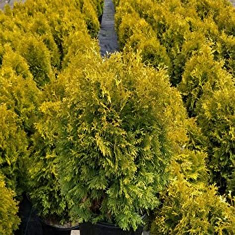 Amber Gold Arborvitae Plant Addicts