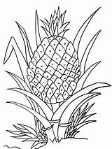 Coloring Pineapple Fruits Printable sketch template