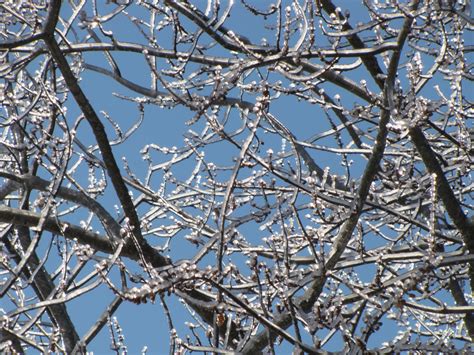 무료 이미지 나무 분기 꽃 눈 겨울 잎 서리 얼음 봄 날씨 식물학 시즌 작은 가지 동결