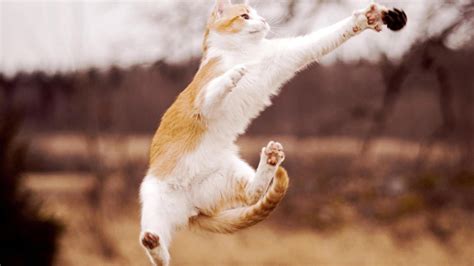 🥇 Animals Blurred Background Cats Jumping Wallpaper 43062
