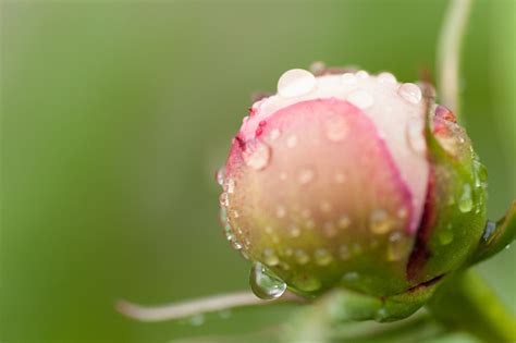 Rose Bud Covered With Dew Drops Stock Photo Download Image Now Istock