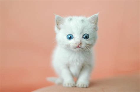 Your black kitten stock images are ready. Free photo: White Kitten - Animal, Cat, Cute - Free ...