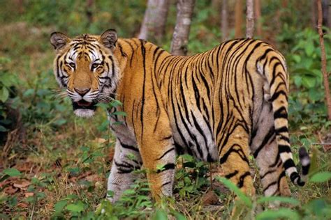 Ganas Harimau Gelandangan Di India Sudah Makan 3 Orang Cekandricek