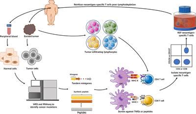 Frontiers The Ways Of Isolating Neoantigen Specific T Cells