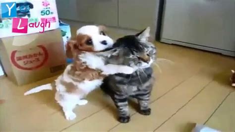 Funny Videos 2015 Funny Cat Funny Dog Try Not To Laugh Challenge Youtube