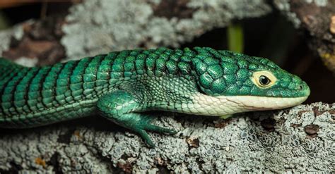 Mexican Alligator Lizard Animal Facts Abronia Graminea Az Animals