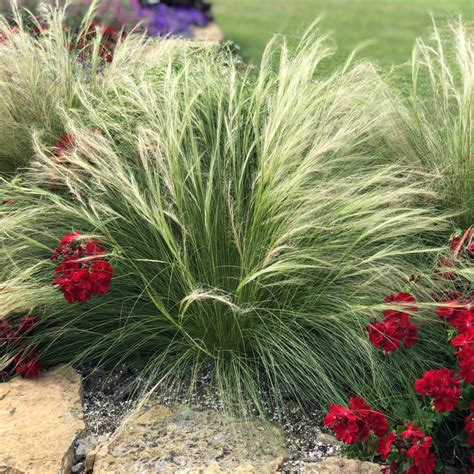 Nasella Formerly Stipa Mexican Feather Grass Buy Mexican Feather