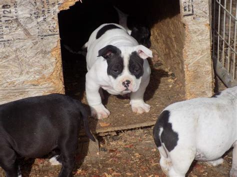 How to deworm a dog? Things You Need to Know On How to Deworm American Bully ...