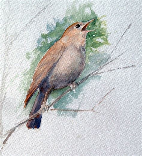 Nightingale Sketch At Explore Collection Of