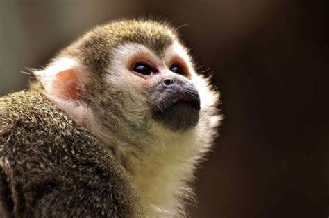 The forest cacti grow in tropical and subtropical regions throughout the world. How many types of monkeys are there in the world? - Quora