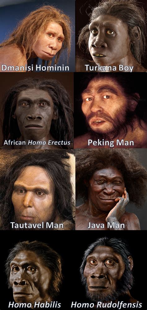 The Diversity Among Homo Erectus Around The World Homo Erectus Existed