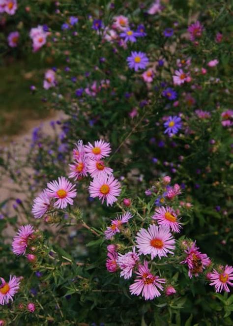 Maybe you would like to learn more about one of these? Best Flowers for Fall Gardens - Lifescape Colorado