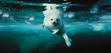 Amazing Underwater Photos Of Ocean Creatures Science