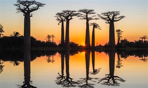 Africa's oldest and largest baobab trees are suddenly dying after