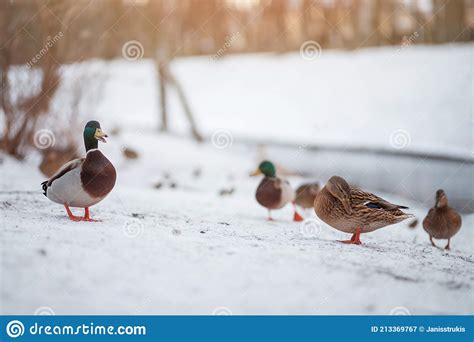 Wild Ducks On Snow In Wintertime Anas Platyrhynchos Stock Image