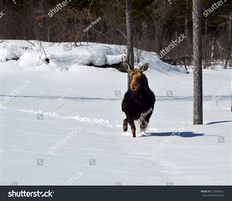 Moose Trying To Run In Snow Stock Photo 133930811 Shutterstock