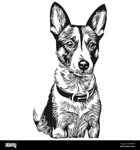 Rat Terrier Dog Vector Graphics Hand Drawn Pencil Animal Line