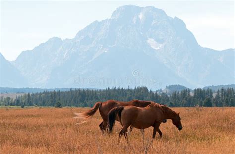 Bay Colored Horses In Front Of Mount Moran In Grand Teton National Park