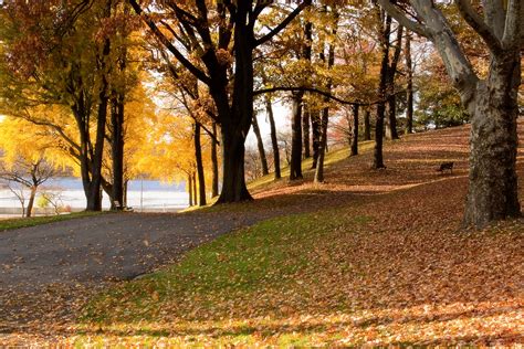 Autumn Fall Landscape Nature Tree Forest Leaf Leaves Path