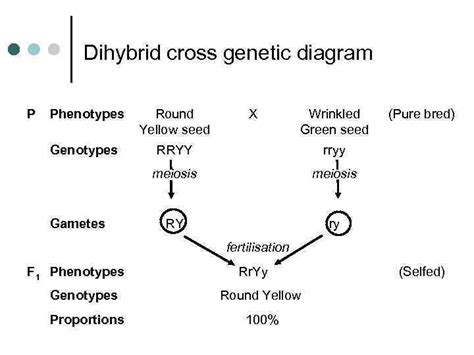 It won't tell a dihybrid genetic cross is a cross involving two traits at the same time. THE DIHYBRID CROSS Studying the inheritance of two
