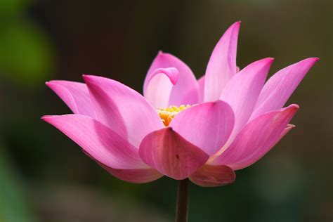 Huge collection, amazing choice, 100+ million high quality, affordable rf and rm images. Free lotus flower Stock Photo - FreeImages.com