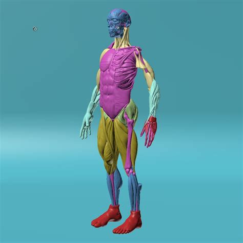 Figure Human Anatomy 3d Model 45 Unknown Fbx Obj Max Free3d