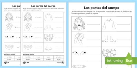 Privato Vescovo Psicologia Body Parts In Spanish Worksheet Significato