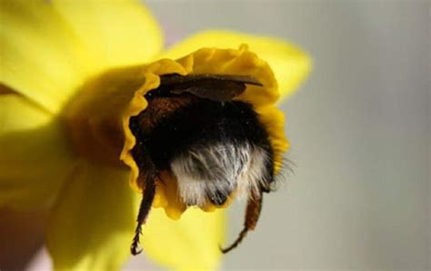 Someone Noticed How Cute Bumblebee Butts Are Bored Panda